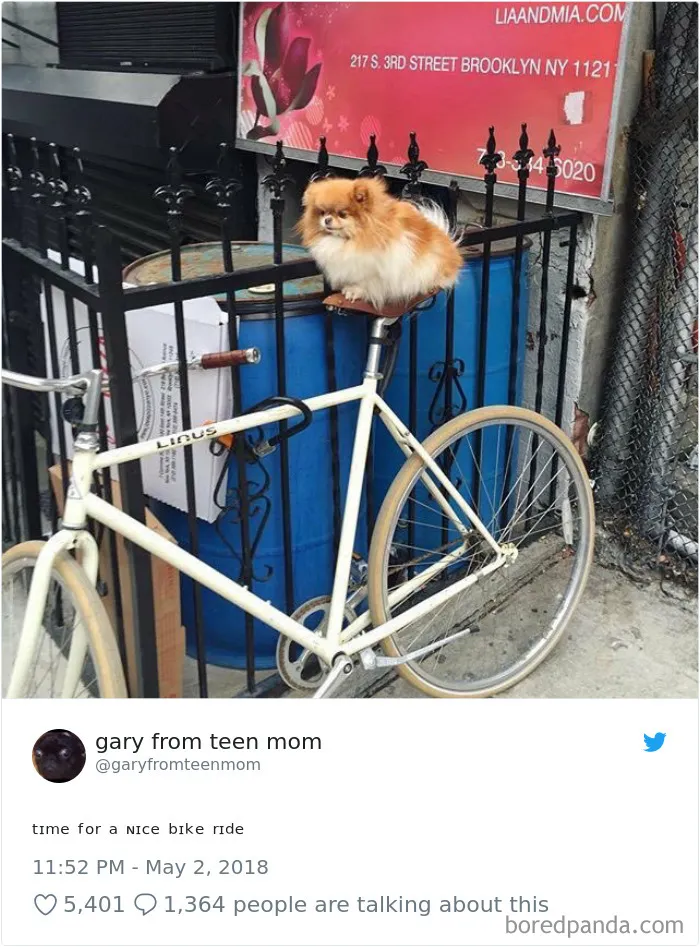 233 Funny Dog Tweets Every Dog Owner Should See ASAP