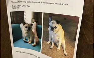 233 Funny Dog Tweets Every Dog Owner Should See ASAP