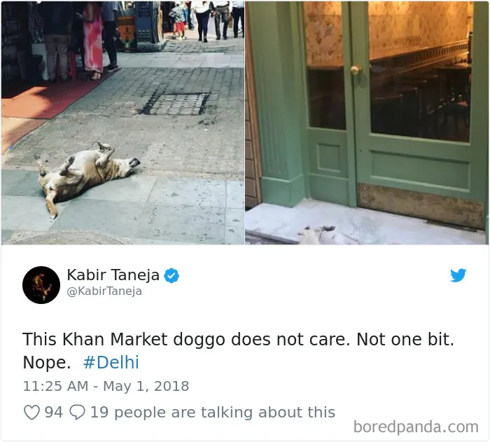 233 Funny Dog Tweets Every Dog Owner Should See ASAP