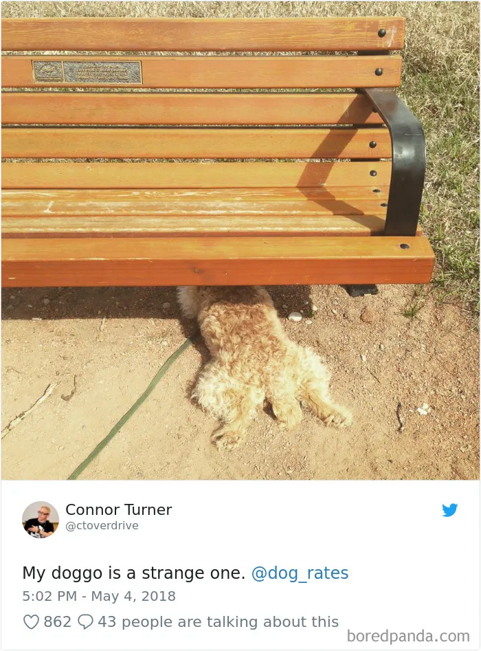 233 Funny Dog Tweets Every Dog Owner Should See ASAP