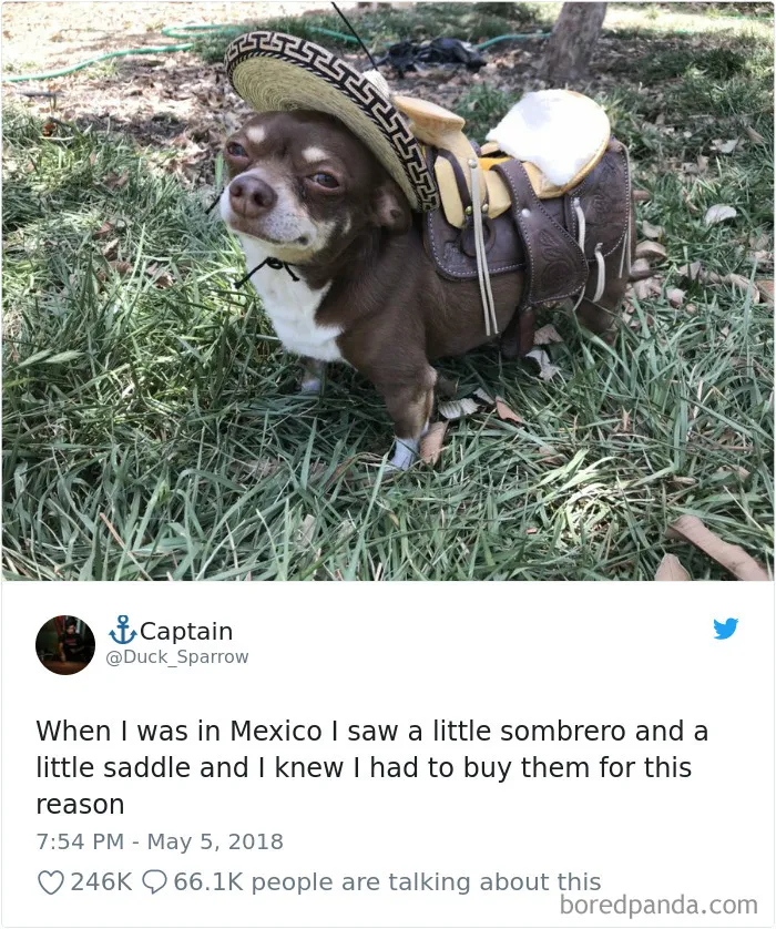 233 Funny Dog Tweets Every Dog Owner Should See ASAP