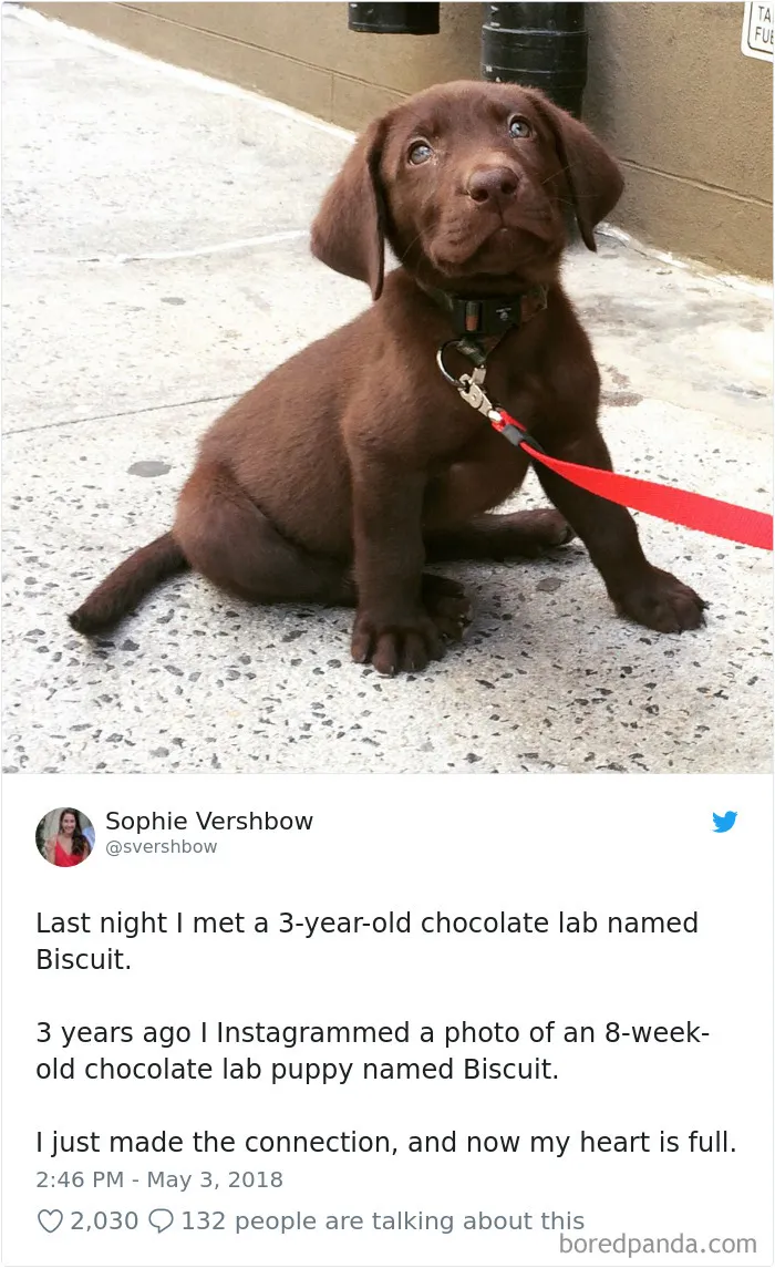 233 Funny Dog Tweets Every Dog Owner Should See ASAP