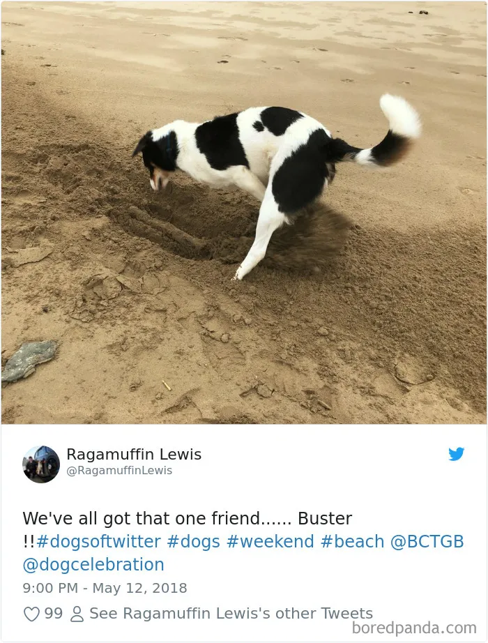 233 Funny Dog Tweets Every Dog Owner Should See ASAP