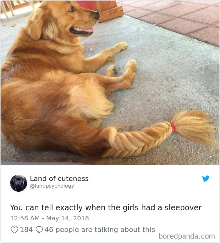 233 Funny Dog Tweets Every Dog Owner Should See ASAP