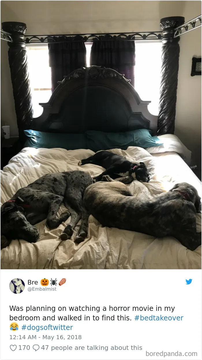 233 Funny Dog Tweets Every Dog Owner Should See ASAP