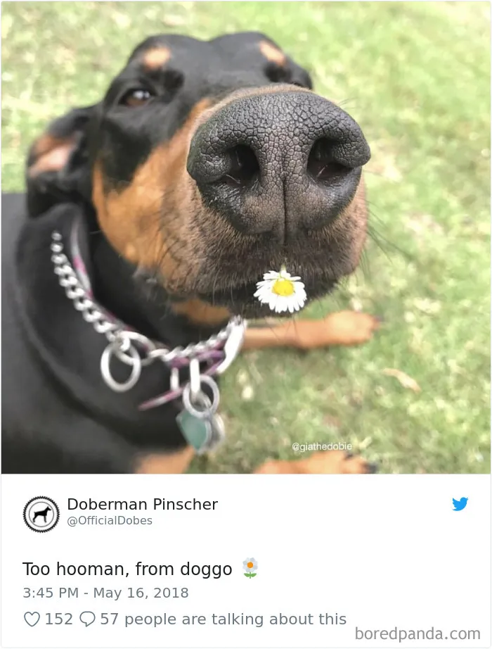 233 Funny Dog Tweets Every Dog Owner Should See ASAP