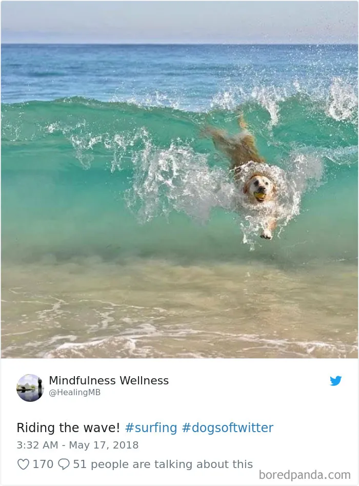 233 Funny Dog Tweets Every Dog Owner Should See ASAP
