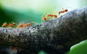 Weird Facts You’ve Heard. Are They True Or Just Hoax?
