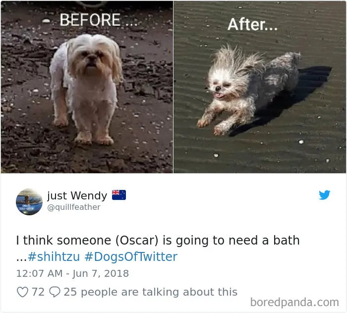 233 Funny Dog Tweets Every Dog Owner Should See ASAP