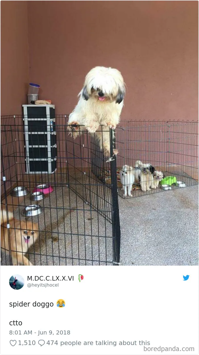 233 Funny Dog Tweets Every Dog Owner Should See ASAP