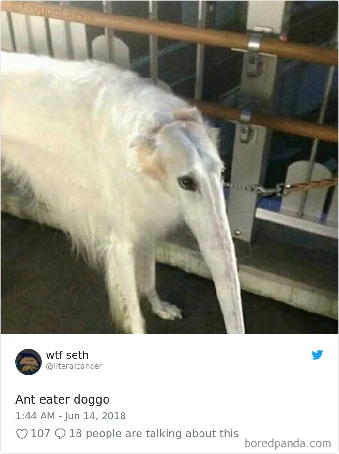 233 Funny Dog Tweets Every Dog Owner Should See ASAP