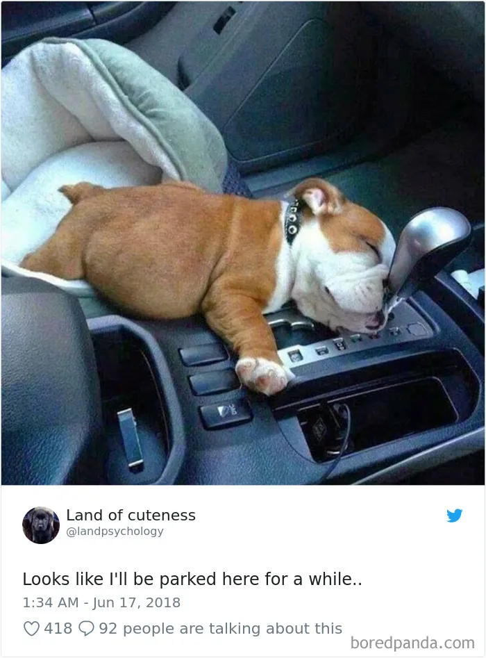 233 Funny Dog Tweets Every Dog Owner Should See ASAP