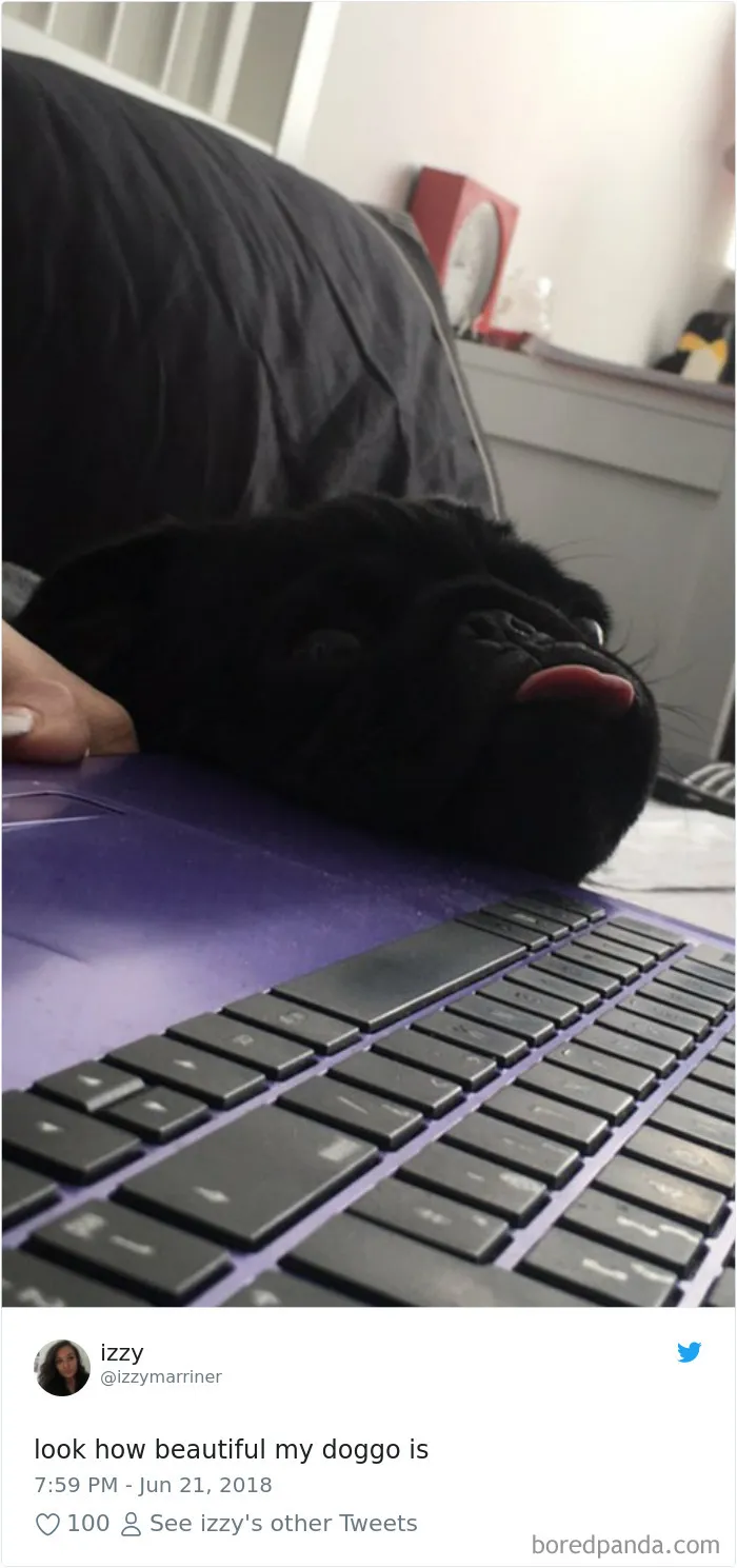233 Funny Dog Tweets Every Dog Owner Should See ASAP