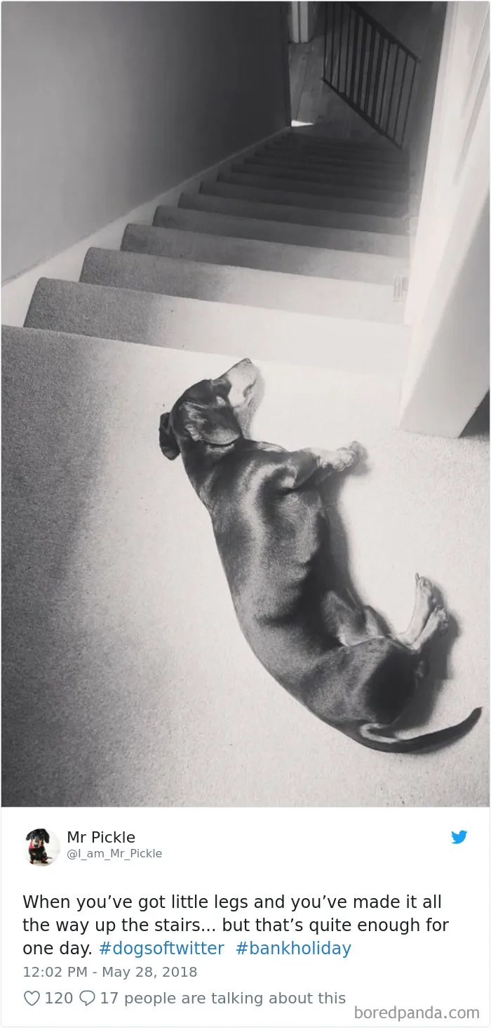 233 Funny Dog Tweets Every Dog Owner Should See ASAP