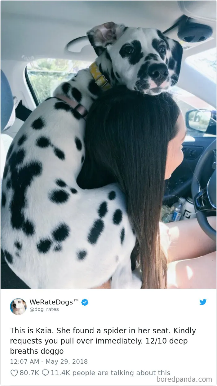 233 Funny Dog Tweets Every Dog Owner Should See ASAP