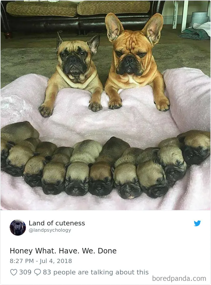 Hilarious-Dog-Tweets