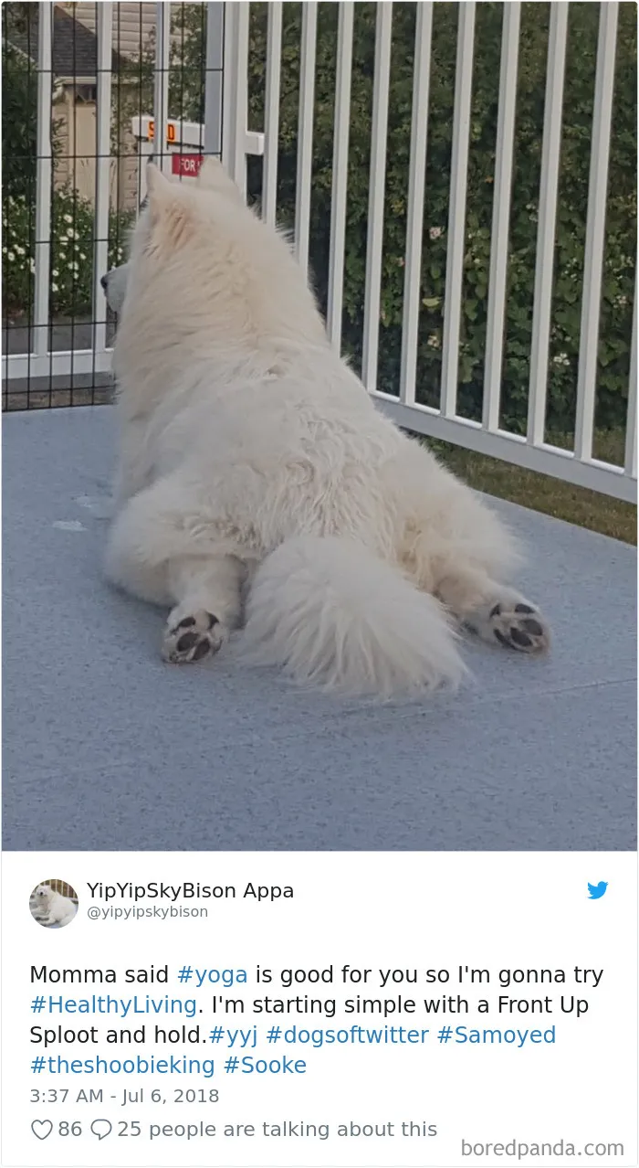 233 Funny Dog Tweets Every Dog Owner Should See ASAP