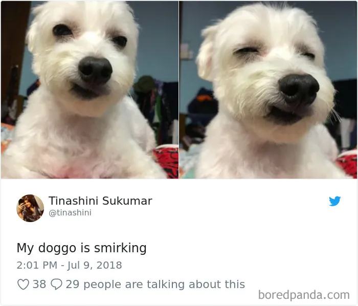 233 Funny Dog Tweets Every Dog Owner Should See ASAP