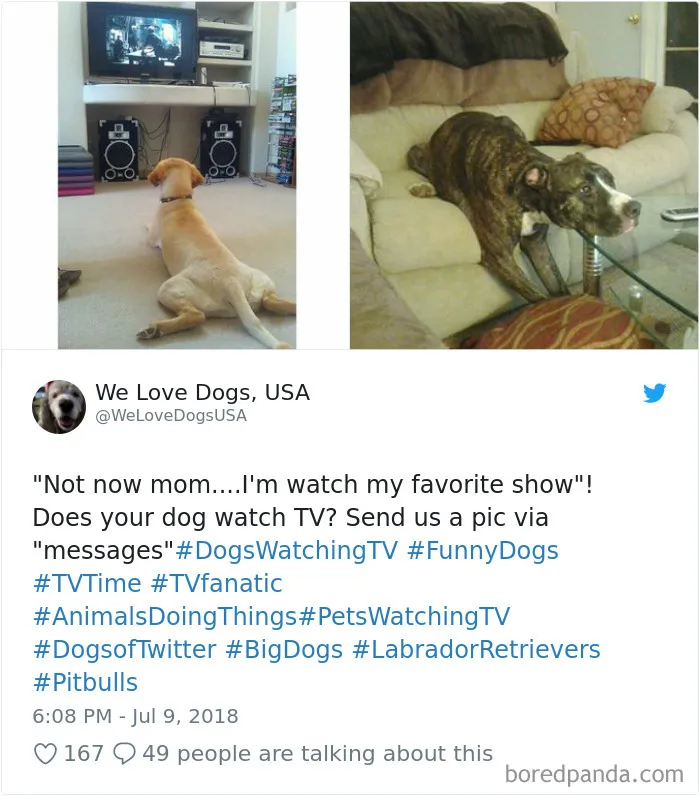 233 Funny Dog Tweets Every Dog Owner Should See ASAP