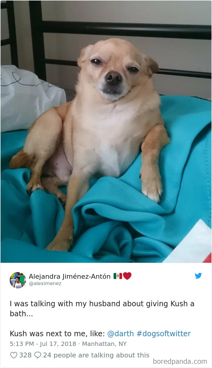 233 Funny Dog Tweets Every Dog Owner Should See ASAP