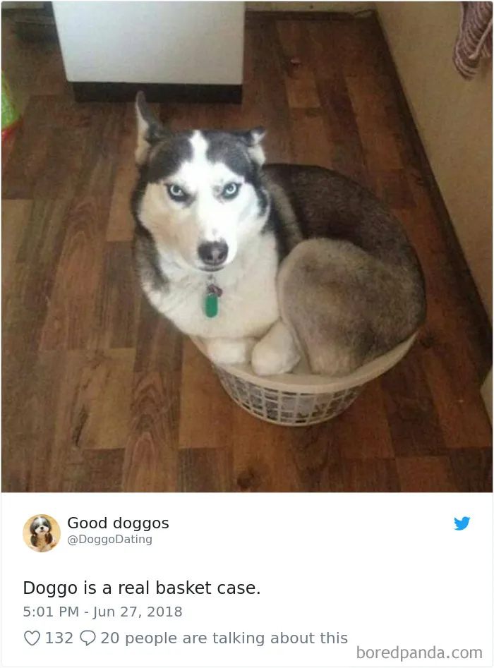 233 Funny Dog Tweets Every Dog Owner Should See ASAP