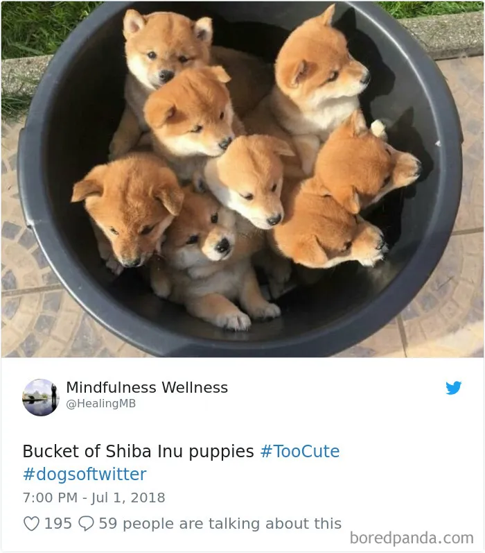 233 Funny Dog Tweets Every Dog Owner Should See ASAP
