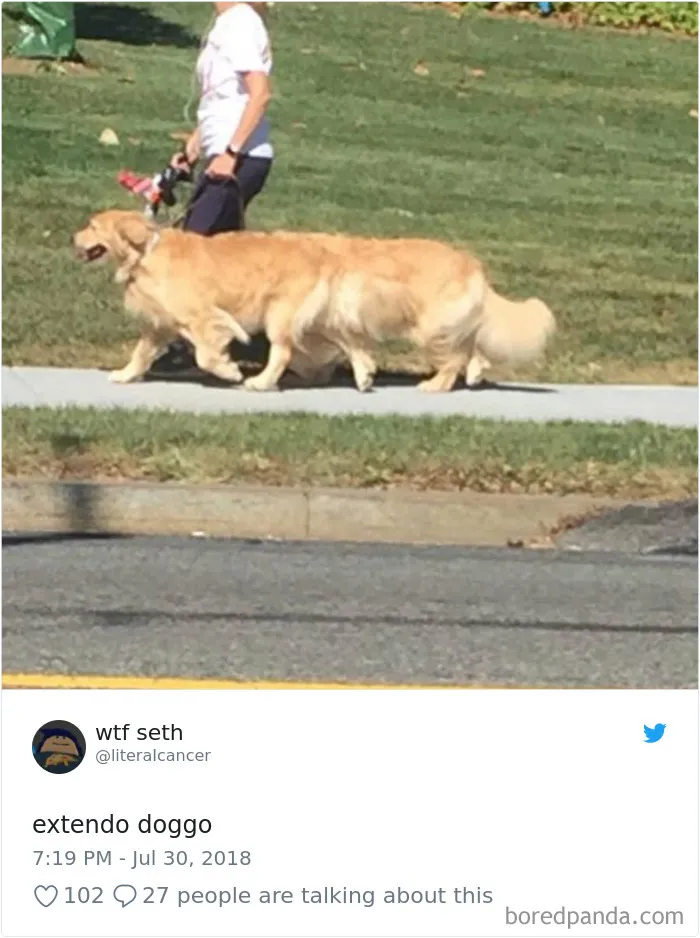 233 Funny Dog Tweets Every Dog Owner Should See ASAP