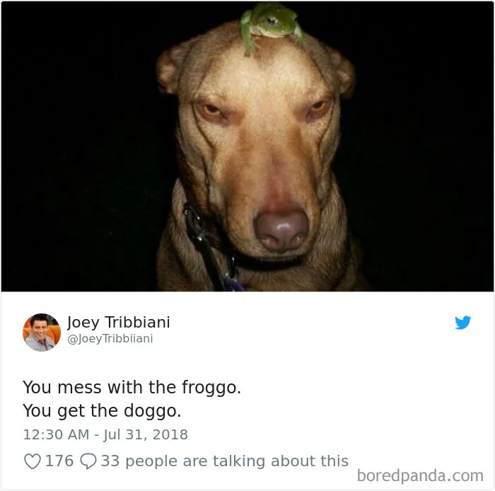 233 Funny Dog Tweets Every Dog Owner Should See ASAP