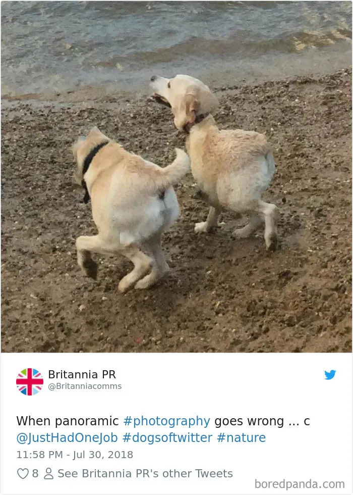 233 Funny Dog Tweets Every Dog Owner Should See ASAP