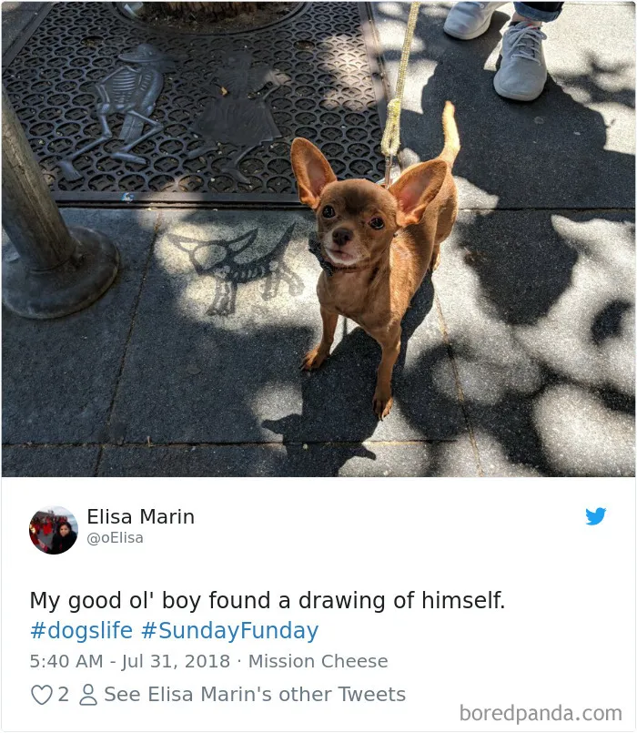 233 Funny Dog Tweets Every Dog Owner Should See ASAP