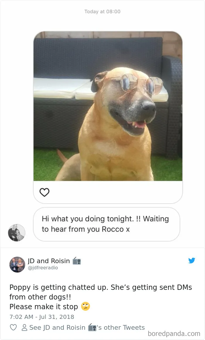 233 Funny Dog Tweets Every Dog Owner Should See ASAP