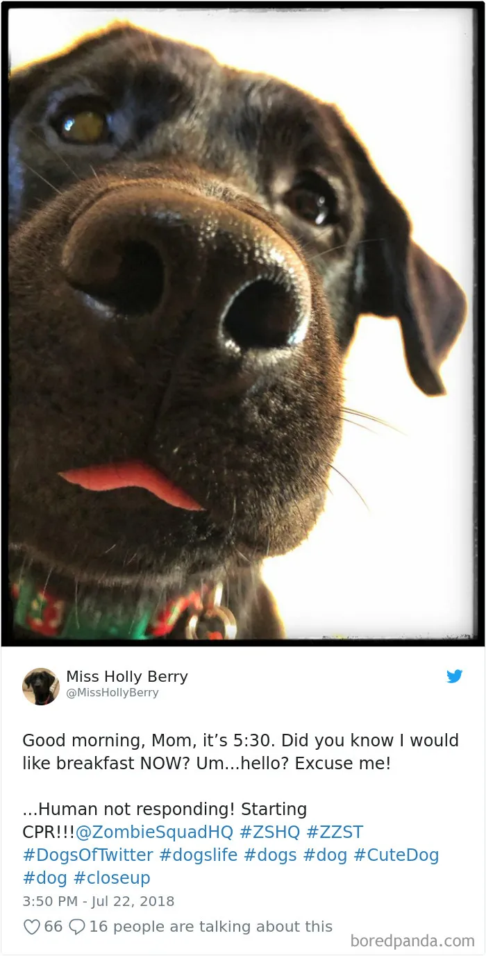 233 Funny Dog Tweets Every Dog Owner Should See ASAP
