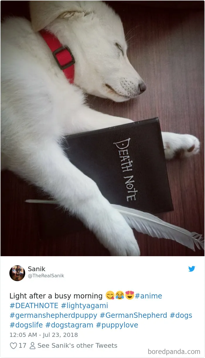 233 Funny Dog Tweets Every Dog Owner Should See ASAP
