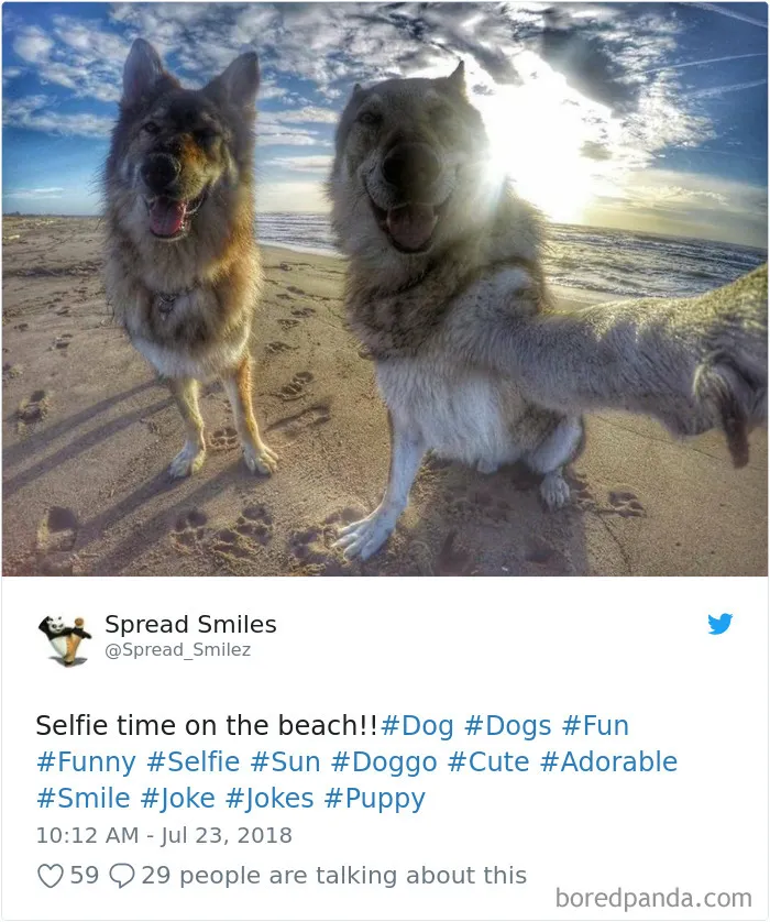 233 Funny Dog Tweets Every Dog Owner Should See ASAP