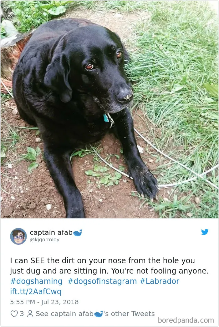 233 Funny Dog Tweets Every Dog Owner Should See ASAP