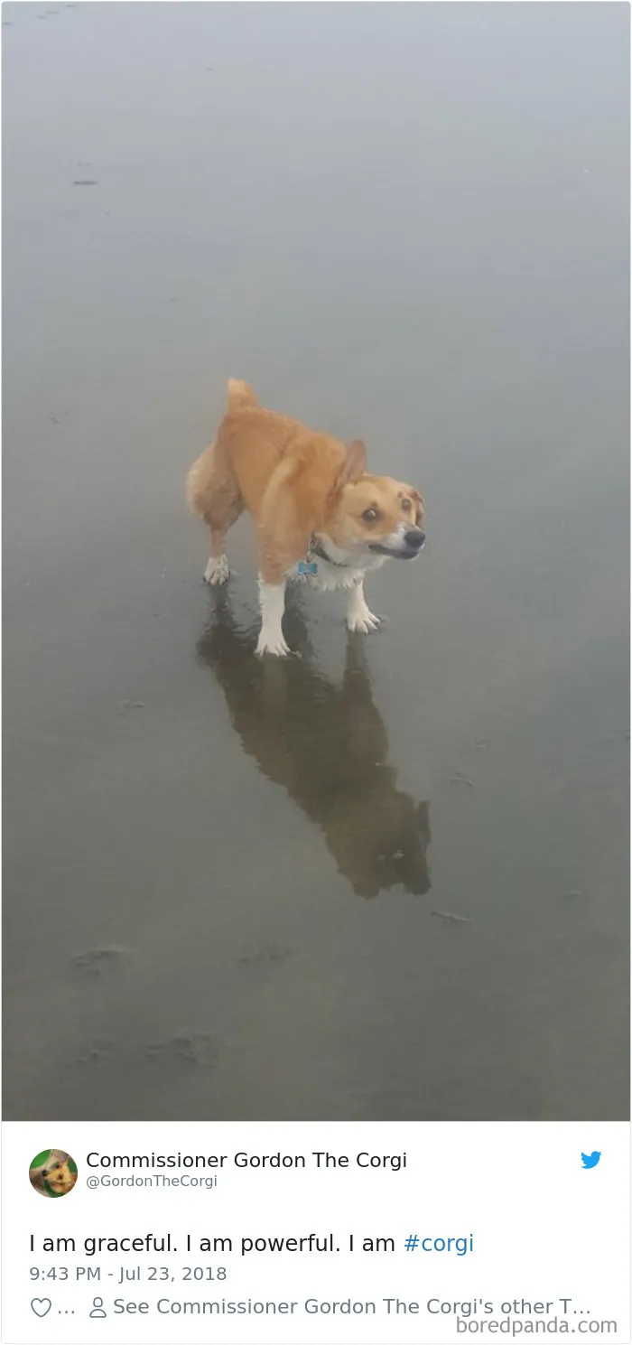 233 Funny Dog Tweets Every Dog Owner Should See ASAP
