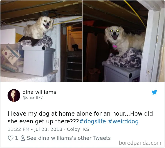 233 Funny Dog Tweets Every Dog Owner Should See ASAP