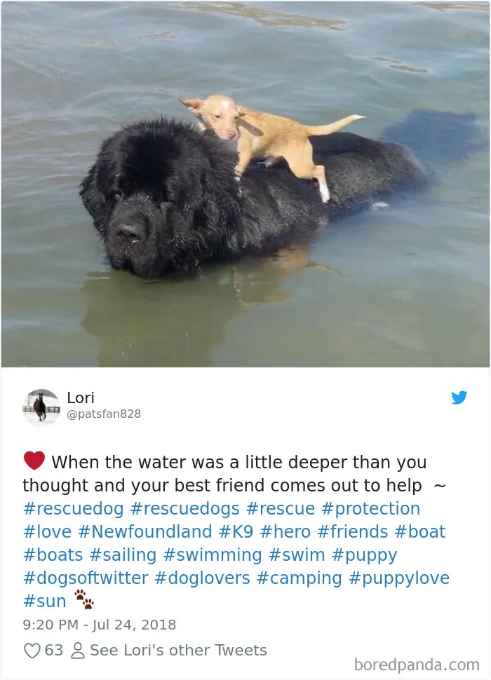 233 Funny Dog Tweets Every Dog Owner Should See ASAP