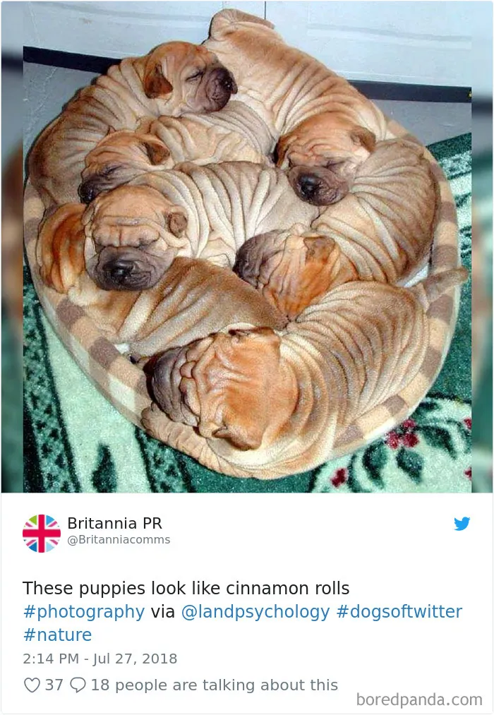 233 Funny Dog Tweets Every Dog Owner Should See ASAP