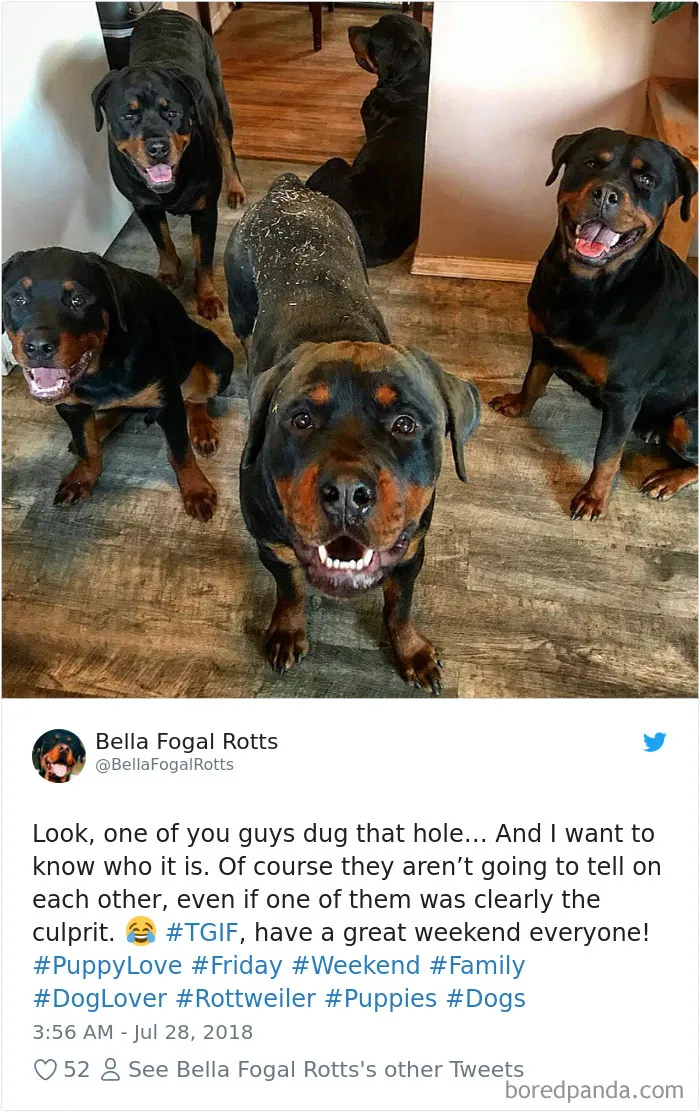 233 Funny Dog Tweets Every Dog Owner Should See ASAP