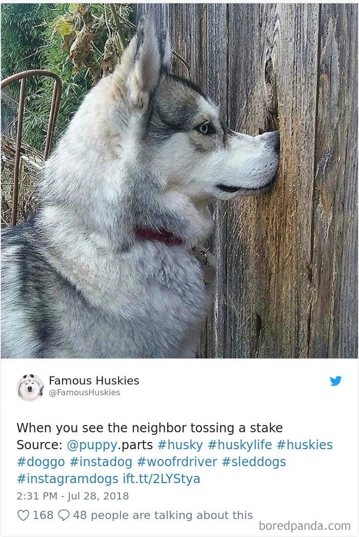 233 Funny Dog Tweets Every Dog Owner Should See ASAP