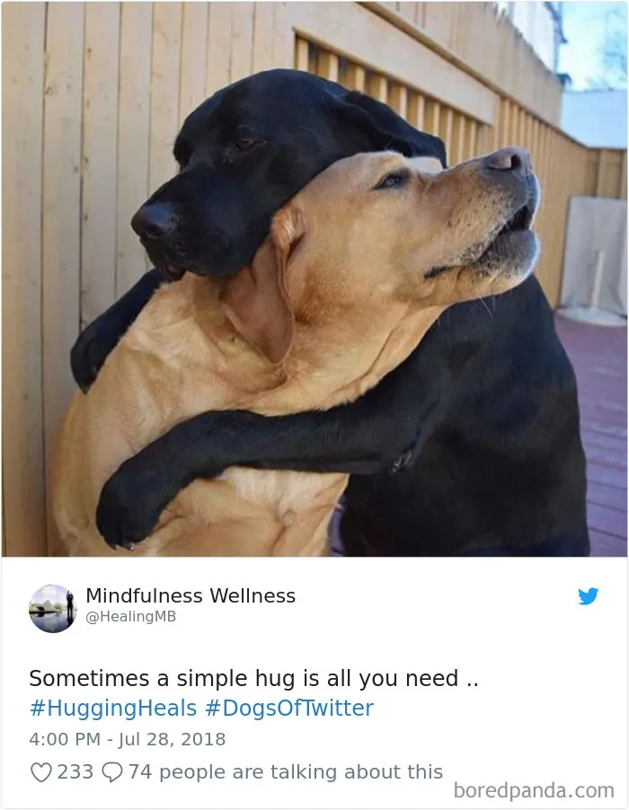 233 Funny Dog Tweets Every Dog Owner Should See ASAP