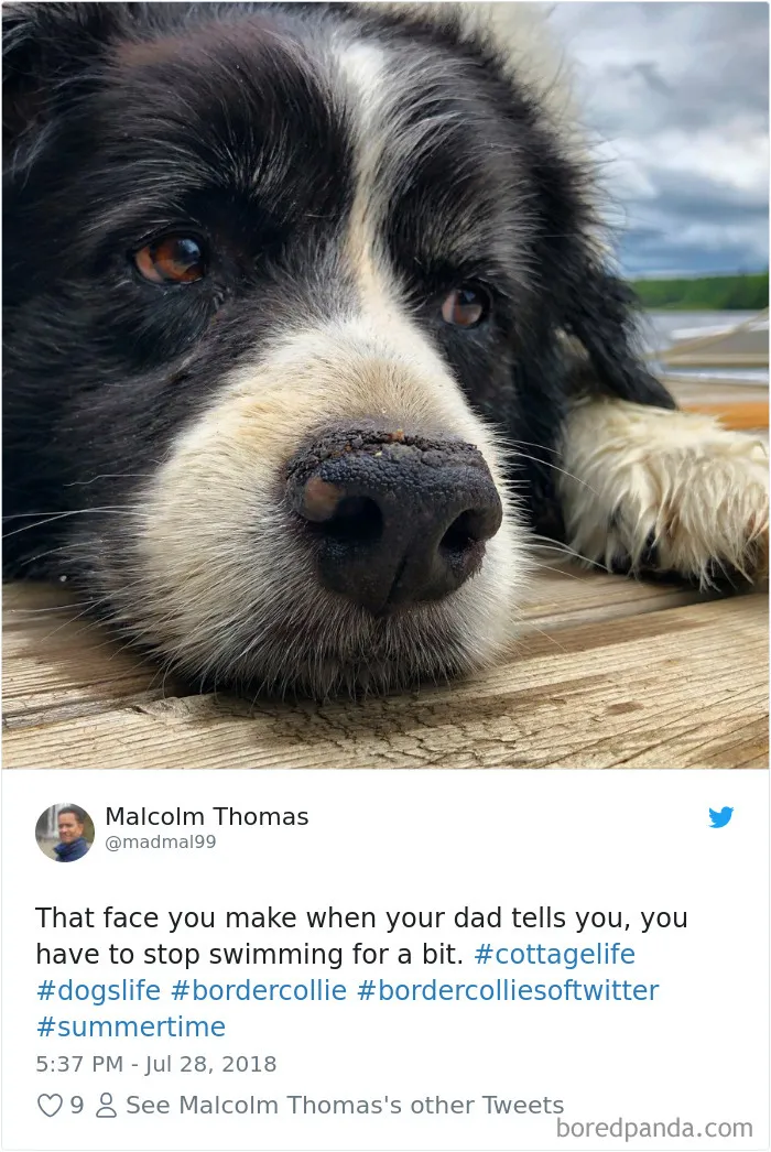 233 Funny Dog Tweets Every Dog Owner Should See ASAP