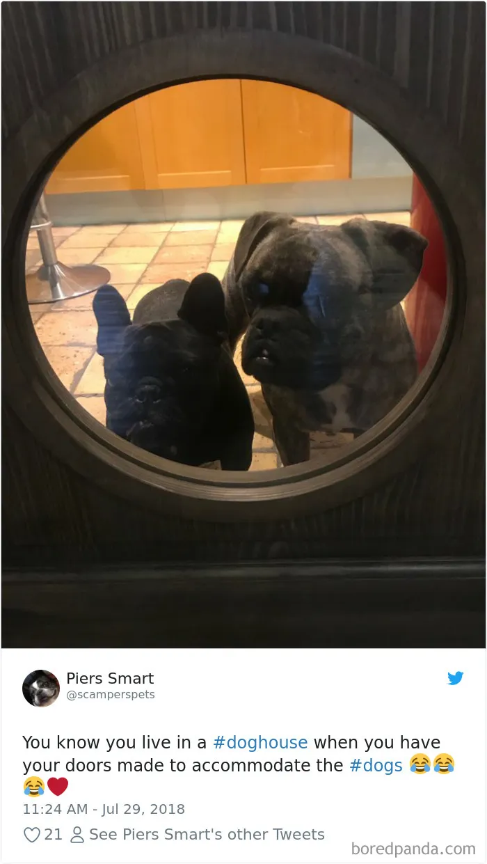 Hilarious-Dog-Tweets