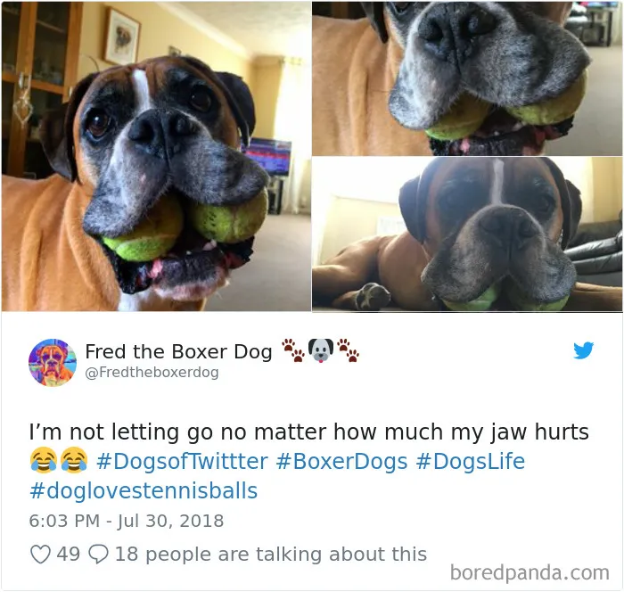 233 Funny Dog Tweets Every Dog Owner Should See ASAP