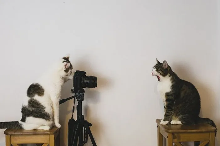 Here Are My Two Favorite Models - My Cats (30 Pics)