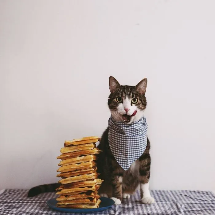 Here Are My Two Favorite Models - My Cats (30 Pics)