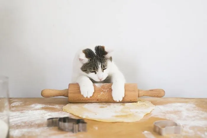 Here Are My Two Favorite Models - My Cats (30 Pics)
