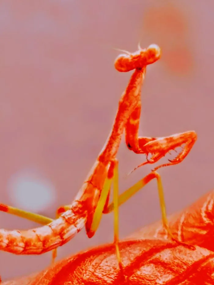 The Mantis 
photographer ~nick 
2018'
san Antonio Texas
