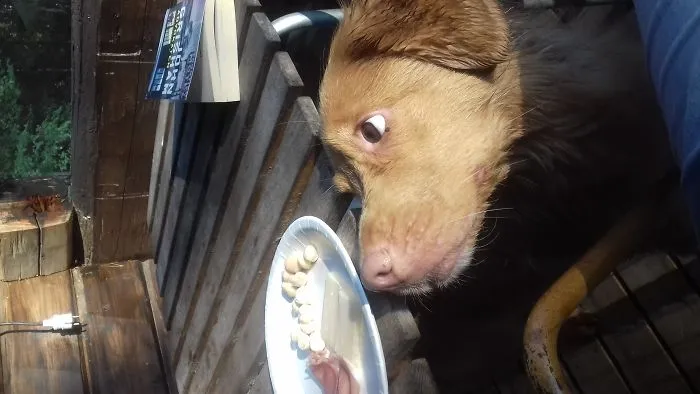 A Dog With A Wish